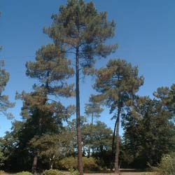 Pinus pinaster